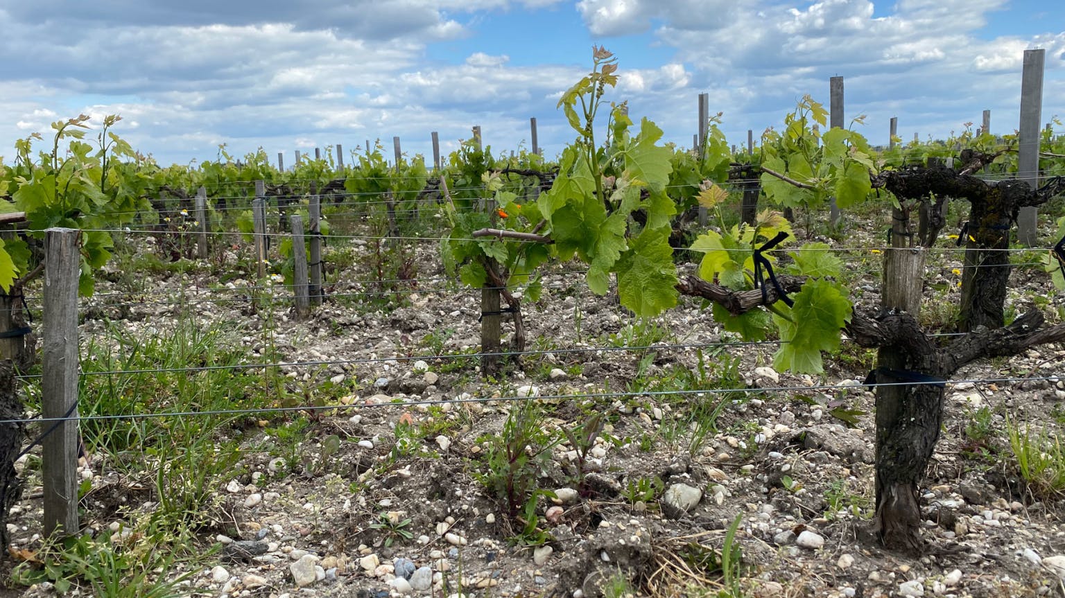 Bordeaux-vines
